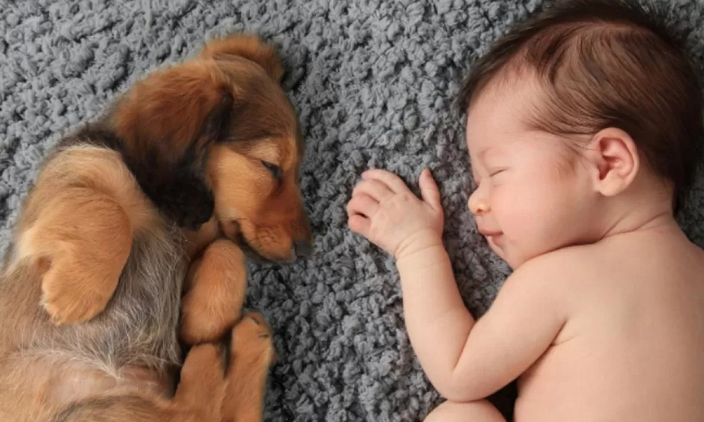 Welcome home, baby! Introducing Your Baby to Your Dog; Trusted Tips from an Expert Team