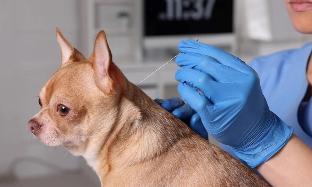Top 5 Benefits and Long-Term Health Outcomes of Vaccinating Your Pet for a