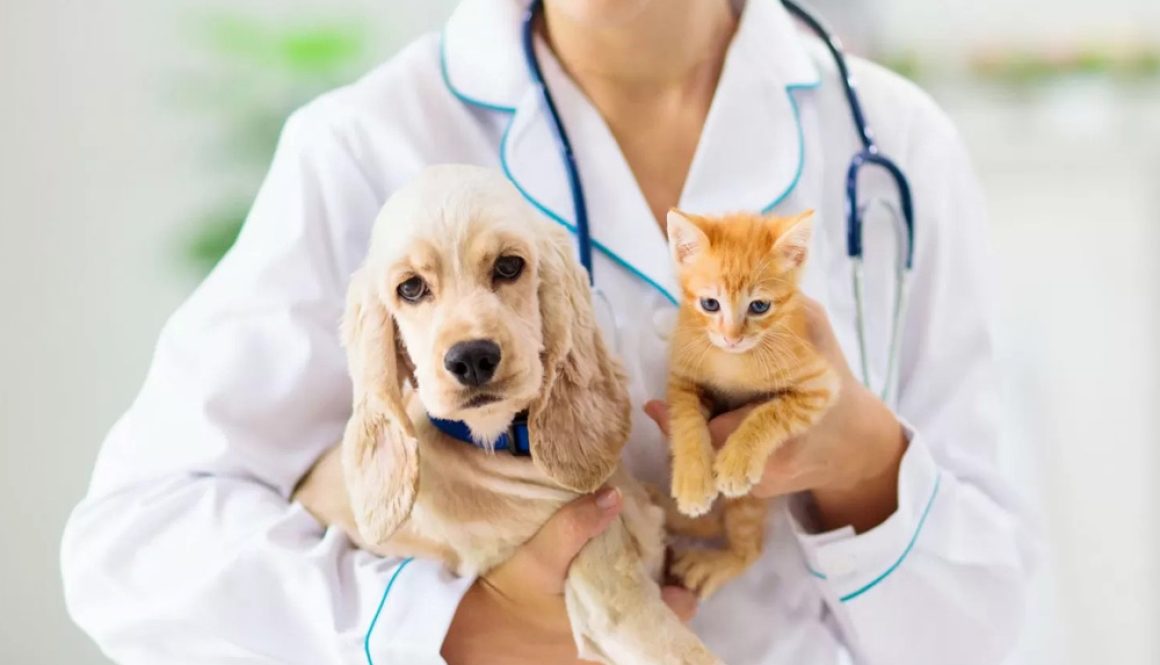 Time to Visit the Vet? Trust Liverpool Veterinary Hospital's 35-Year Expertise