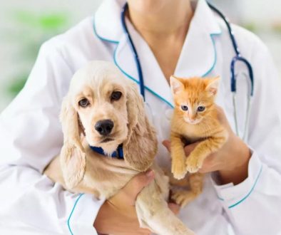 Time to Visit the Vet? Trust Liverpool Veterinary Hospital's 35-Year Expertise