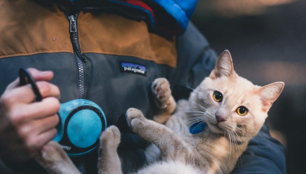 ben-chin-v2C8UudcWi4-unsplash