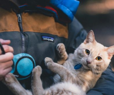 ben-chin-v2C8UudcWi4-unsplash