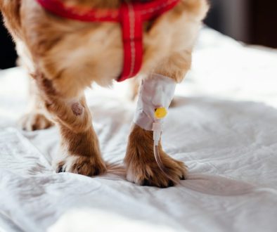 freestocks-ge04Fy2bEC8-unsplash