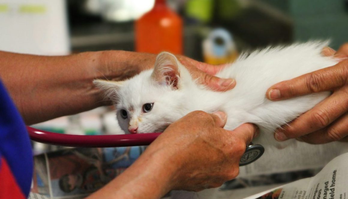 judy-beth-morris-5Bi6MWlWMbw-unsplash(1)