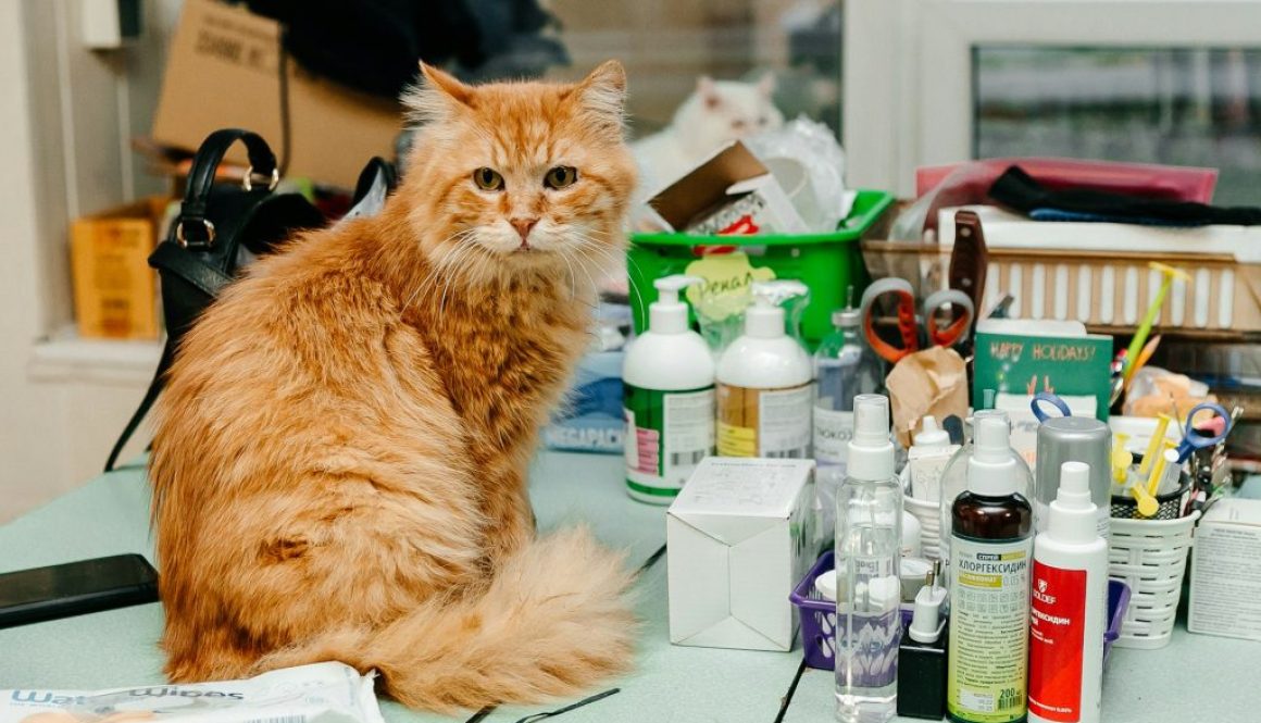 olga-kononenko-zM8JkJsYuwY-unsplash