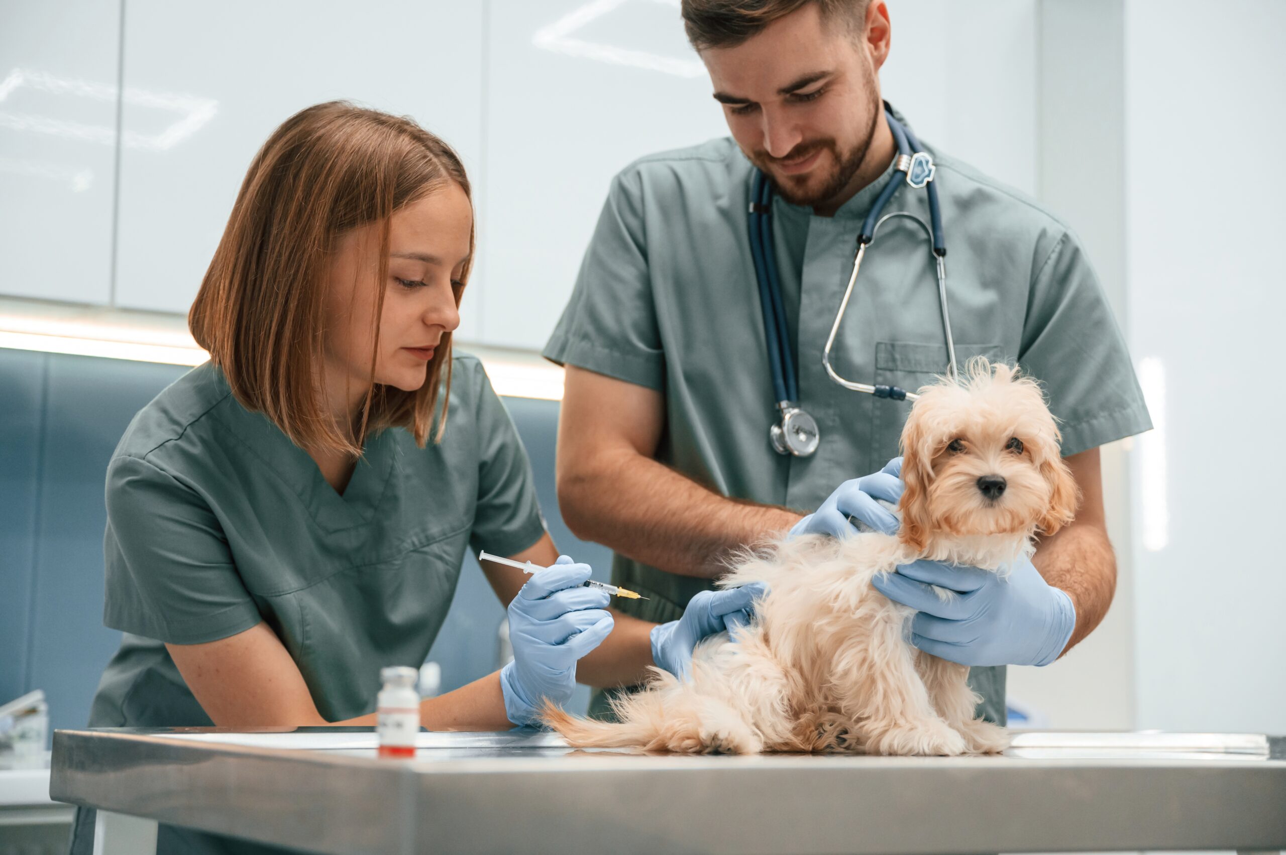 Top Veterinary Hospital for Cat Vaccination in Liverpool