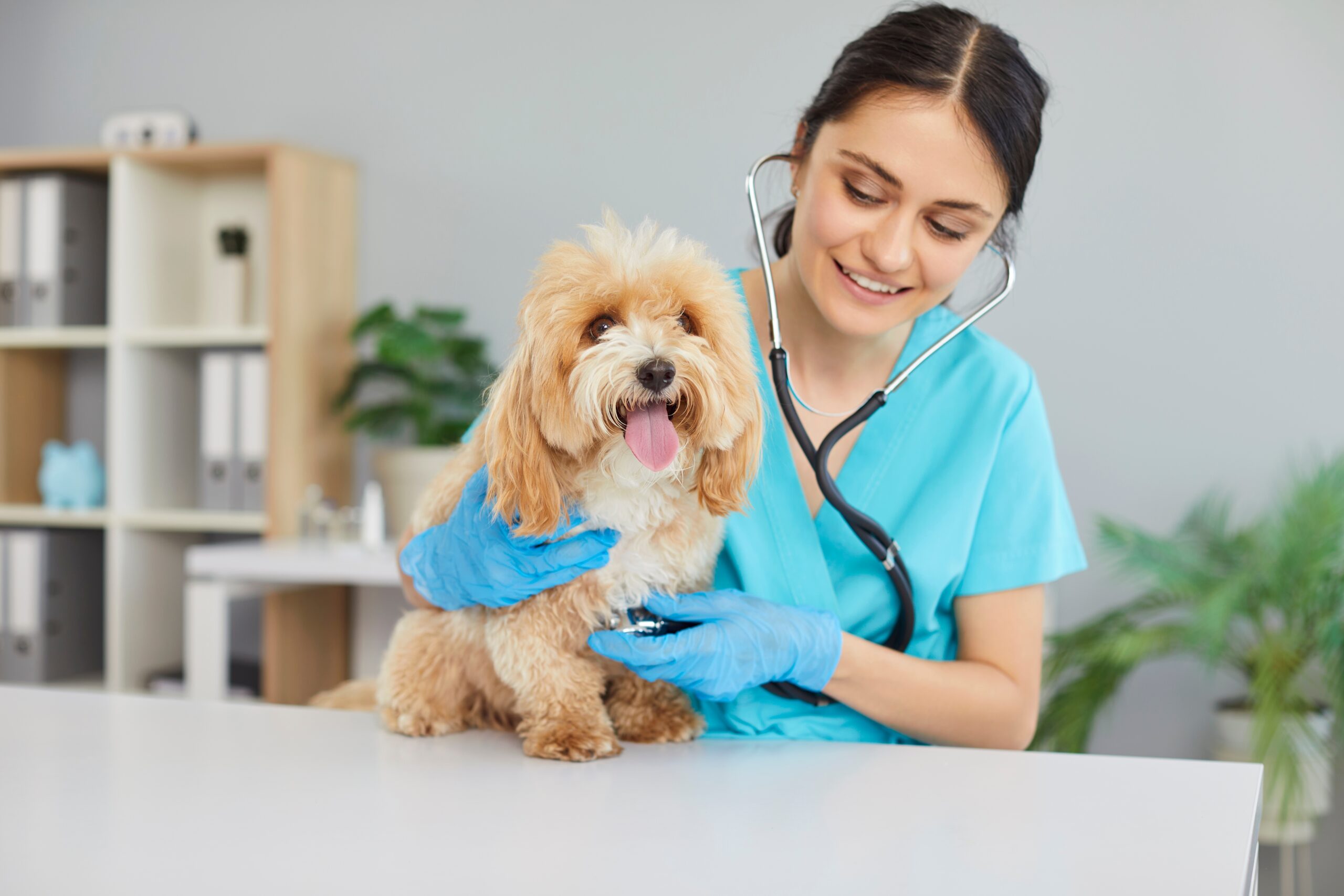 Best Desexing Clinic for Dogs in Sydney